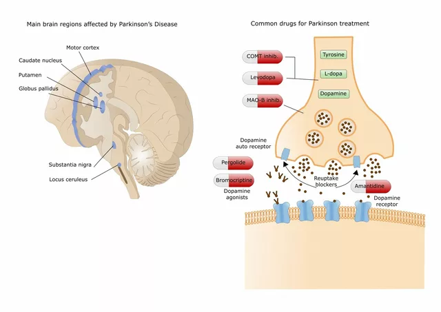 The Latest Research on Ropinirole and its Effectiveness