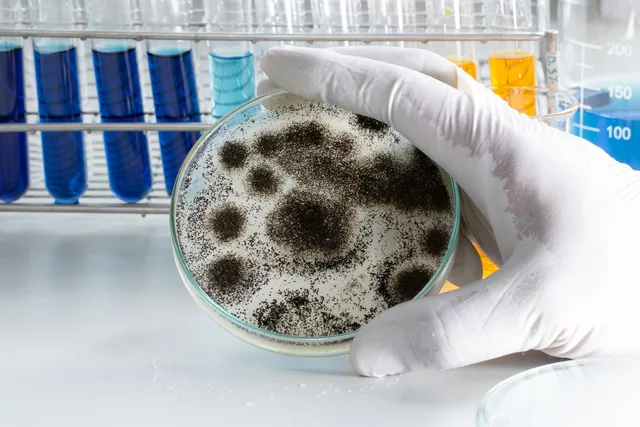 The Role of Environmental Factors in the Spread of Fungal Infections