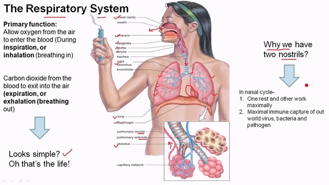 How to Prevent Chest Congestion: Tips for a Healthier Respiratory System