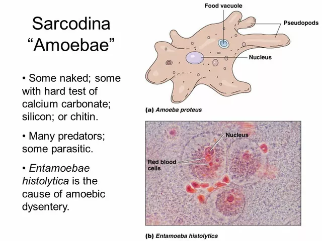 The History of Amoeba Infections: A Timeline of Discovery and Treatment